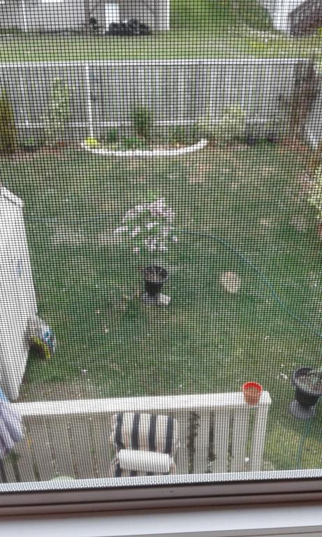 Cozy Pet Friendly Home St. John's Bagian luar foto